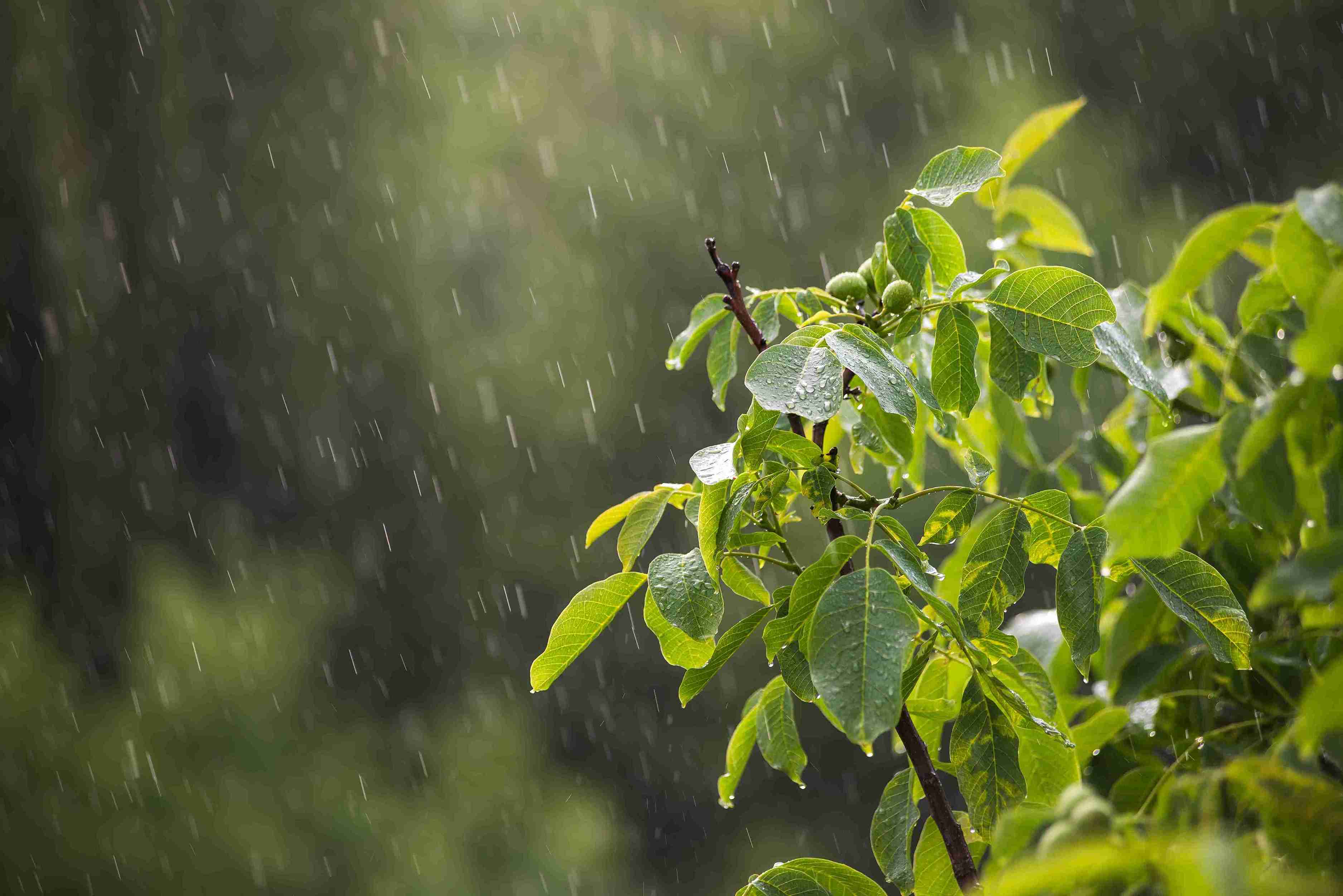 green plant outside in the rain